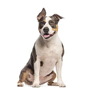 American staffordshire terrier sitting on a white background