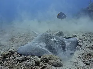American stingray (Hypanus americanus) foraging