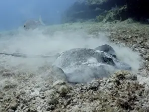 Category Coral Reefs DE Prints: American stingray (Hypanus americanus) looking for food