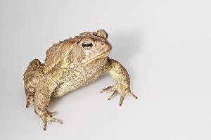 American toad (Bufo americanus)