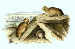 American whistling hare (Ochotona princeps)