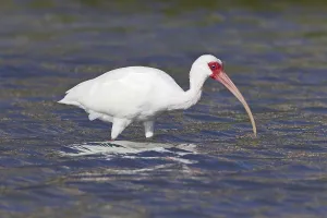 American white american white ibis (Eudocimus albus) adult