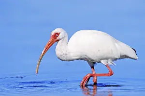 American white ibis (Eudocimus albus)