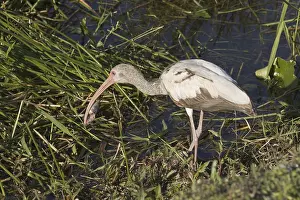 American White Ibis (Eudocimus albus)