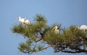 American White ibis Eudocimus albus bird in a pond in a marsh at the Fred C