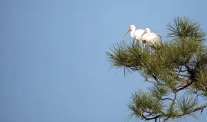 American White ibis Eudocimus albus bird in a pond in a marsh at the Fred C