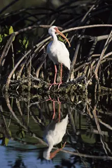 American White Ibis (Eudocimus albus) in a mangrove