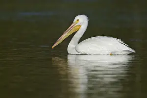 American White Pelican (Pelecanus erythrorhynchos)