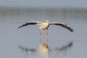 American white pelican (Pelecanus erythrorhynchos) in flight over water