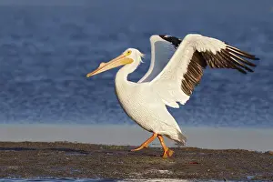 American White Pelican (Pelecanus erythrorhynchos) flying