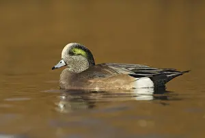 American Wigeon (Mareca americana) male