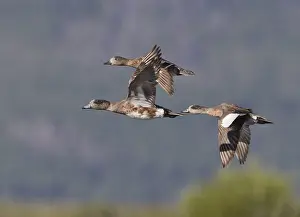 American Wigeon (Mareca americana) male flying