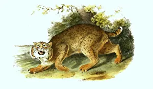 American wildcat, male, Histoic
