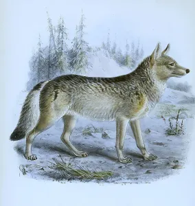 American wolf (canis lupus), Historical