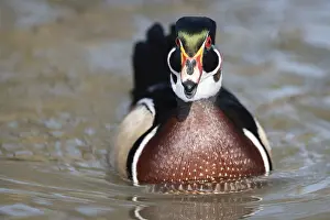American Wood Duck