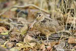American Woodcock (Scolopax minor)