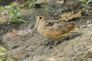 American Woodcock (Scolopax minor)