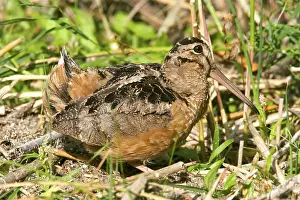 American Woodcock Scolopax minor St