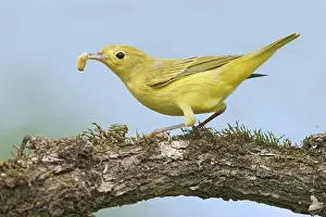 American Yellow Warbler (Setophaga aestiva)