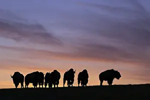 Amerikanischer Bison (Bison bison)