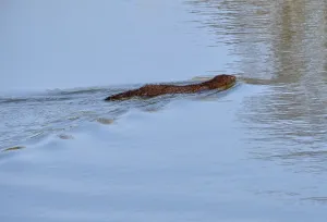 Amerikanischer (Mustelidae) Nerz oder Mink