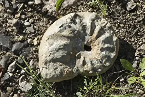 Ammonite, petrification, Ettersberg