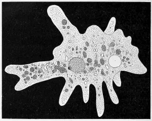 Amoeba proteus, a large species of amoeba closely related to another genus of giant amoebae