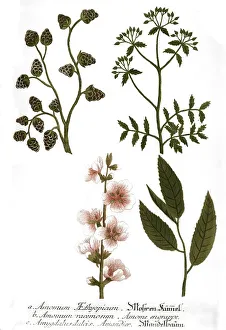Amomum ethyopicum Caraway, Amomum racemosum Plant genus in the subfamily Alpinioideae of the ginger family