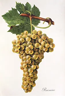 Ampelography, grape variety, oenology