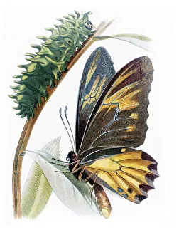 Amphrisus (Ornithoptera amphrisus) with caterpillar
