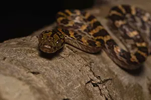 Ampijoroa tree snake (Lycodryas pseudogranuliceps)