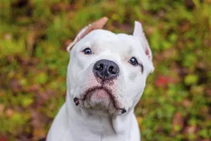 Amstaff dog on a walk in the park