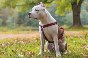 Amstaff dog on a walk in the park