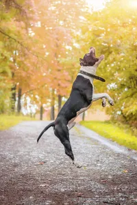 Amstaff dog on a walk in the park