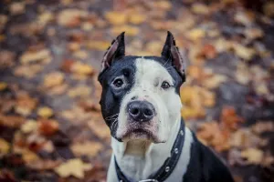 Amstaff dog on a walk in the park