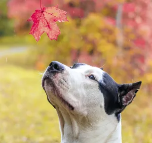 Amstaff dog on a walk in the park