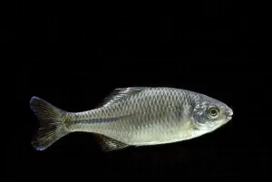Amur Bitterling (Rhodeus sericeus)