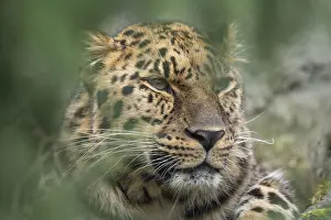 Amur leopard (Panthera pardus orientalis)