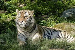 Amur Tiger (Panthera tigris altaica) is lying on the ground