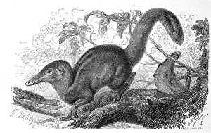 Ana is a mammal in the genus of the actual tree shrew