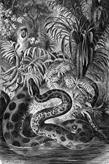 Anaconda (Eunectes murinus), illustration from Meyers Konversations-Lexikon encyclopaedia