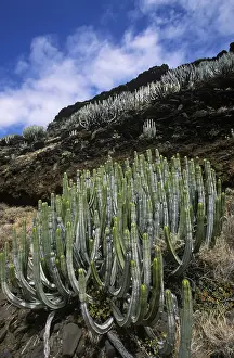 Anaga mountains, Tenerife, Canary Islands, Spain