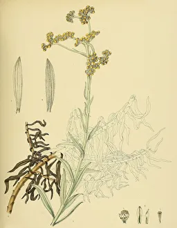 Anaphalis pelliculata, native to Southeast Asia