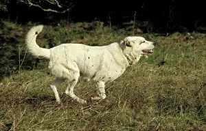 Anatolian Shepherd Dog, Adult running