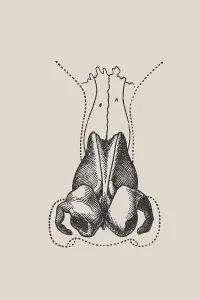 Anatomical representation of the human nose