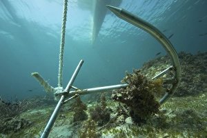 Anchor in a coral reef, Asia, Philippines