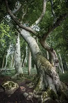 Ancient Beech (Fagus) in a forest