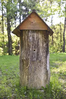 Ancient beehive in the middle of forest glade
