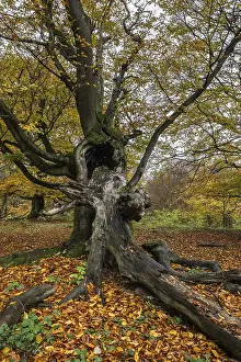 Ancient copper beech (Fagus sylvatica)