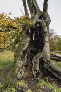 Ancient copper beech (Fagus sylvatica)